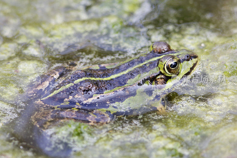 绿色可食用蛙(Rana esculenta synkl.)